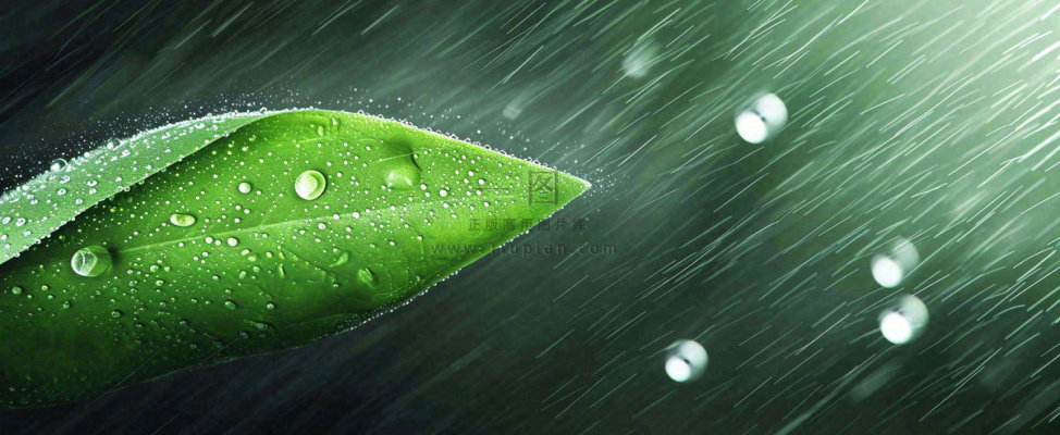 春天下雨天树叶草叶上的露珠水珠,谷雨雨水摄影图 春天下雨天树叶草叶上的露珠水珠,谷雨雨水摄影图