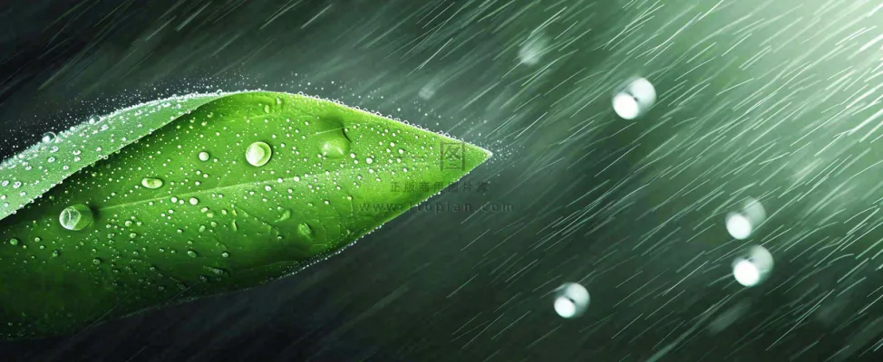 春天下雨天树叶草叶上的露珠水珠,谷雨雨水摄影图 春天下雨天树叶草叶上的露珠水珠,谷雨雨水摄影图