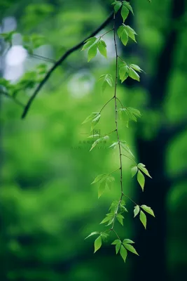 春日抽新芽树枝绿意盎然摄影图