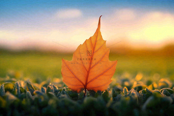 秋天掉落的落叶梧桐叶秋景秋分立秋摄影图 秋天掉落的落叶梧桐叶秋景秋分立秋摄影图