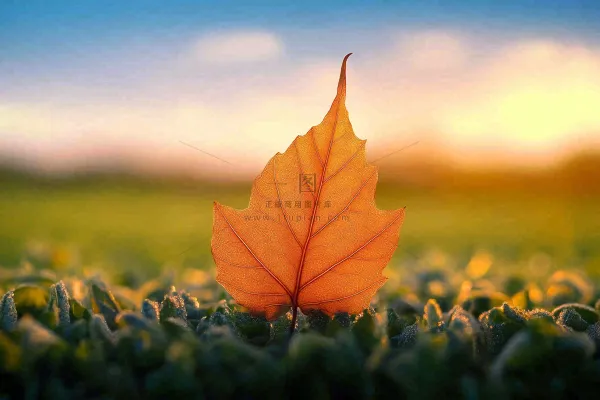 秋天掉落的落叶梧桐叶秋景秋分立秋摄影图 秋天掉落的落叶梧桐叶秋景秋分立秋摄影图