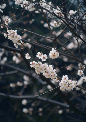 冬天浪漫白色花朵枝叶，冬季植物大雪小雪冬至新春摄影图