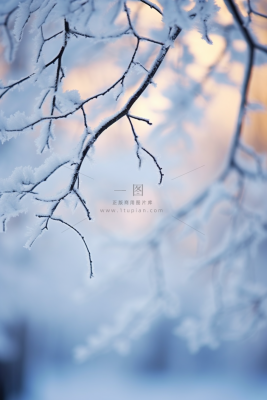 冬季阳光下的雪景雾凇树枝摄影图