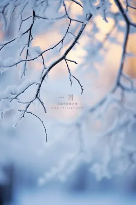 冬季阳光下的雪景雾凇树枝摄影图