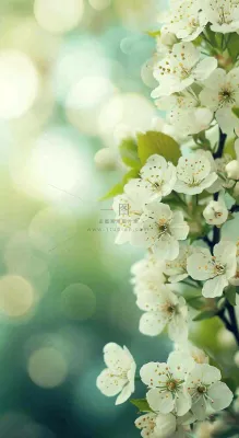 春天白色的樱花花朵和嫩芽开满枝头立春，春分摄影图