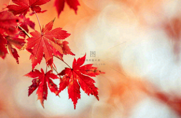 秋天红了的枫叶唯美画面光圈立秋秋分摄影图