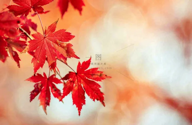 秋天红了的枫叶唯美画面光圈立秋秋分摄影图