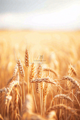 秋天收获小麦收割落日，秋分芒种小满粮食摄影图
