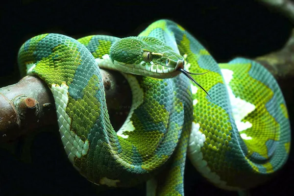 蛇盘踞在树枝上吐舌头爬行动物摄影图