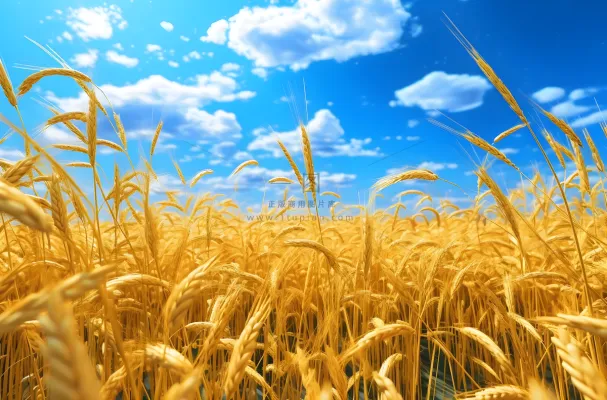 蓝天白云下金黄色的稻田背景摄影图