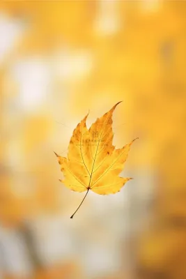 秋天落叶黄色温馨节气海报背景 秋天落叶黄色温馨节气海报背景