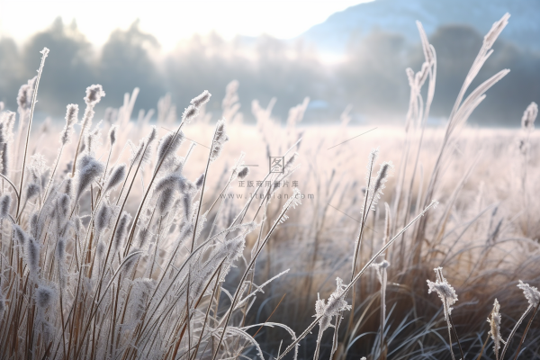 白霜植物叶子雾凇摄影图 白霜植物叶子雾凇摄影图