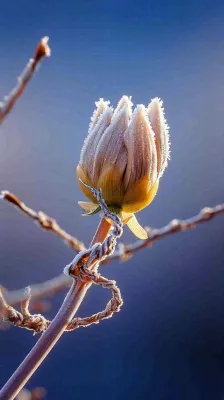 冬天白霜覆盖的植物立冬霜降小雪大雪冬至摄影图