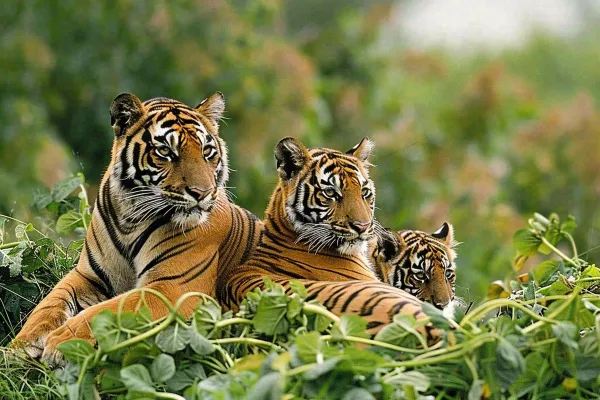 老虎幼崽带崽动物繁衍温馨大自然摄影图
