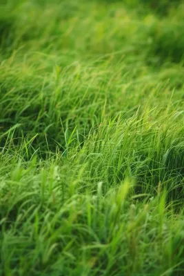 春天草地草丛绿意摄影图