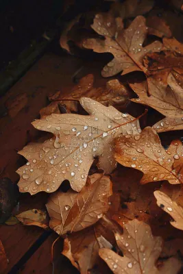 秋天雨天秋叶满地落叶,立秋秋分故事感 秋天雨天秋叶满地落叶,立秋秋分故事感