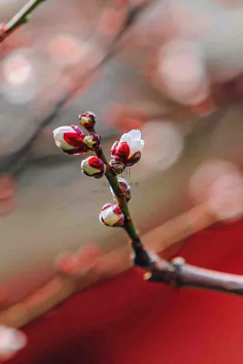 春天梅花桃花枝头发芽立春摄影图