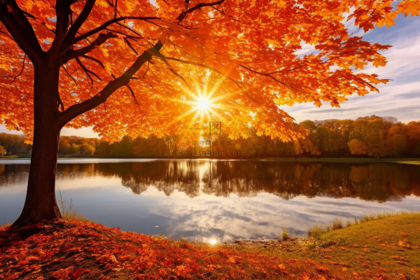 秋天在湖边的树叶红了摄影图