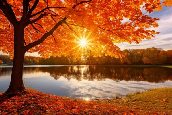 秋天在湖边的树叶红了摄影图