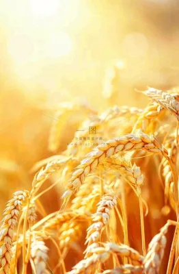 金黄的麦田小麦麦穗粮食芒种世界粮食日摄影图 金黄的麦田小麦麦穗粮食芒种世界粮食日摄影图