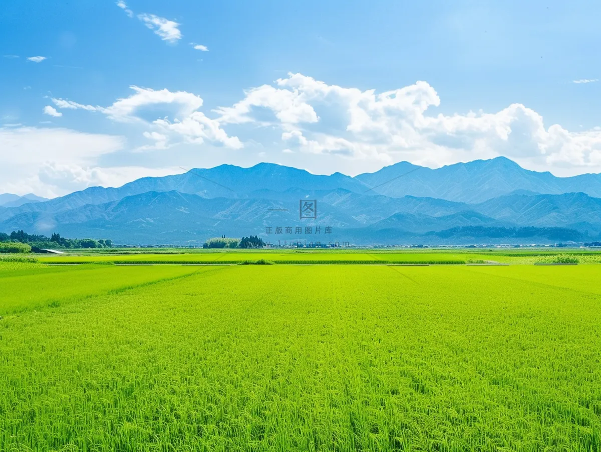 大片农田水稻远山蓝天白云摄影图