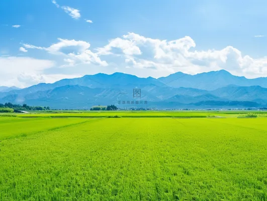 大片农田水稻远山蓝天白云摄影图