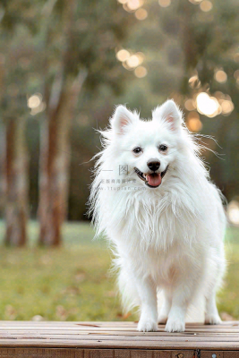文明养狗宠物遛狗小区物业背景