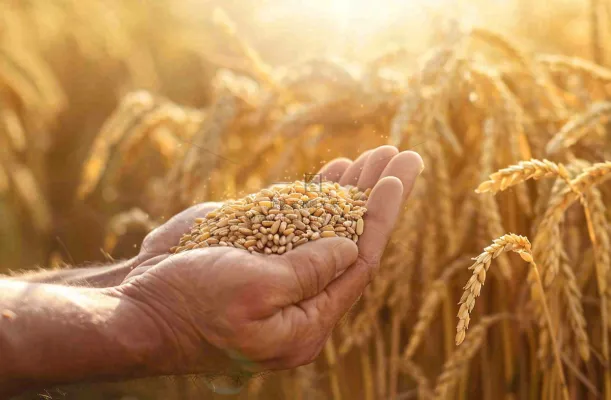 金黄的稻田手捧粮食珍惜粮食芒种世界粮食日摄影图 金黄的稻田手捧粮食珍惜粮食芒种世界粮食日摄影图