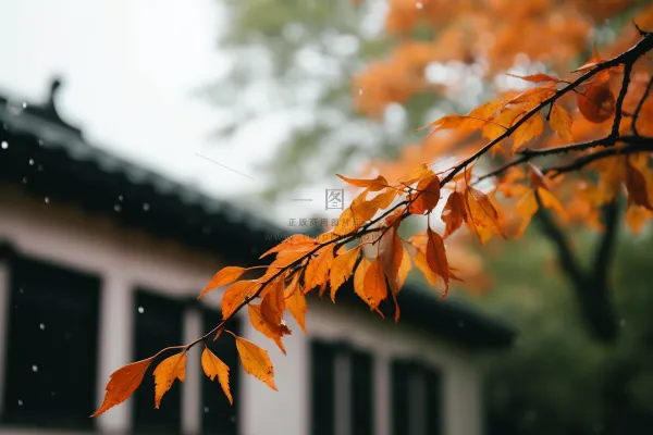 秋天枫叶树枝园林秋意浓雨滴摄影图