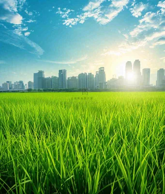 水稻农田生长远处城市落日余晖小满芒种摄影图