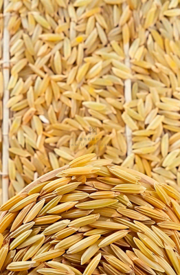 粮食稻谷米饭珍惜粮食丰收世界粮食日摄影图