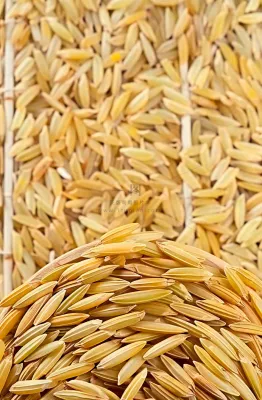 粮食稻谷米饭珍惜粮食丰收世界粮食日摄影图