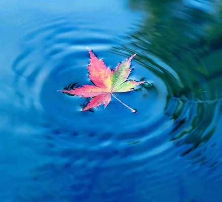 水面飘着的落叶枫叶秋天蓝色水面立秋寒露秋分摄影图 水面飘着的落叶枫叶秋天蓝色水面立秋寒露秋分摄影图