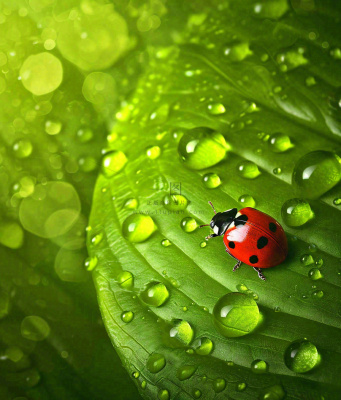 春天夏天七星瓢虫动物昆虫在绿叶上，谷雨立夏夏至小暑摄影图