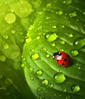 春天夏天七星瓢虫动物昆虫在绿叶上，谷雨立夏夏至小暑摄影图