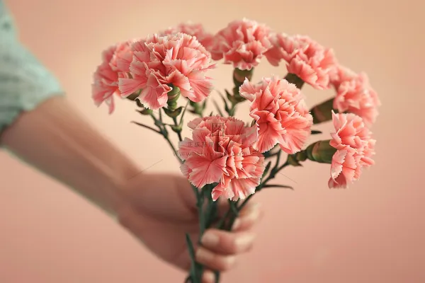 康乃馨鲜花花束摄影图
