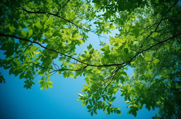 绿色的树枝和蓝天的照片风格摄影图桌面壁纸