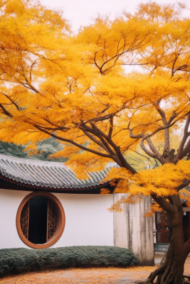 秋天苏州园林景观摄影图