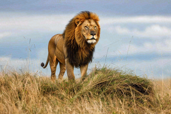 狮子动物非洲草原保护动物摄影图