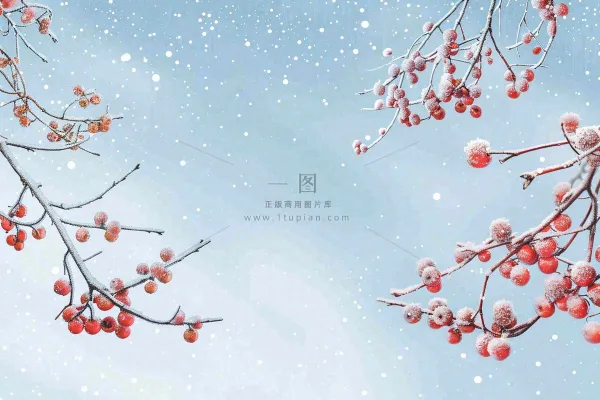 冬天白雪覆盖的红色果实白霜霜降小雪大雪水彩插画背景