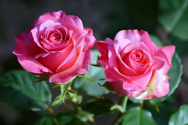 玫瑰花鲜花花朵摄影图