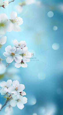 蓝色浪漫白色樱花花朵枝叶,立春惊蛰春分摄影图 蓝色浪漫白色樱花花朵枝叶,立春惊蛰春分摄影图
