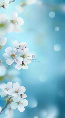 蓝色浪漫白色樱花花朵枝叶,立春惊蛰春分摄影图 蓝色浪漫白色樱花花朵枝叶,立春惊蛰春分摄影图