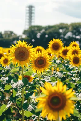 向日葵向阳鲜花摄影图