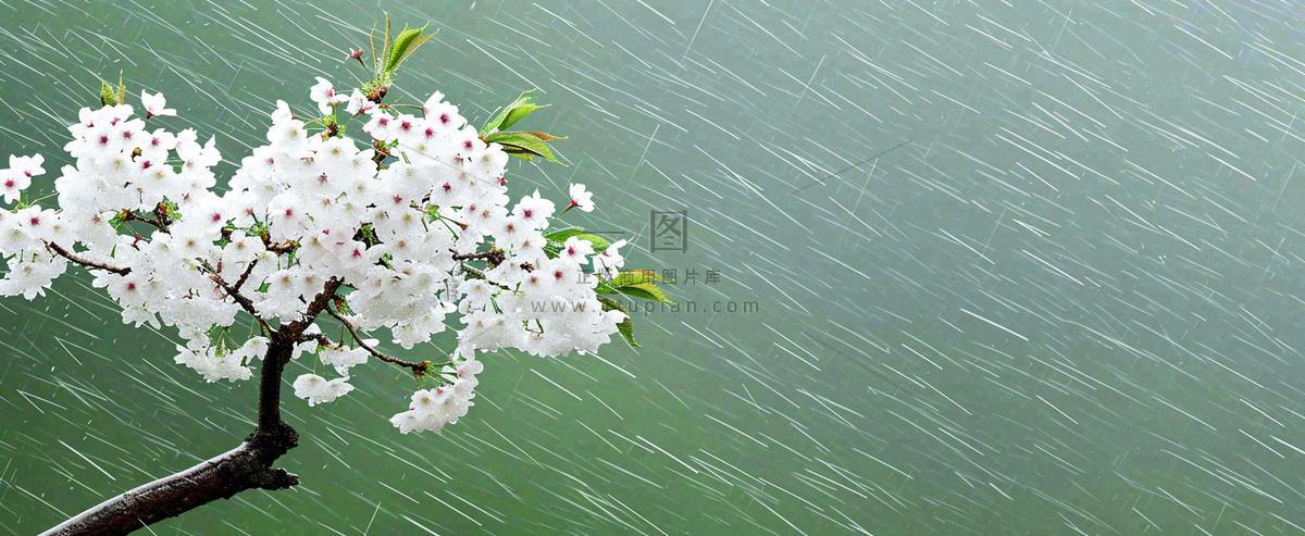 春天下雨花朵谷雨,惊蛰,雨水摄影图