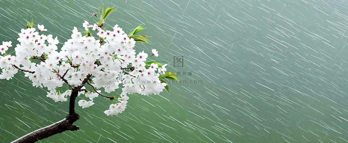 春天下雨花朵谷雨，惊蛰，雨水摄影图