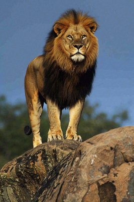 狮子站在石头上的雄狮保护动物非洲蓝天背景摄影图