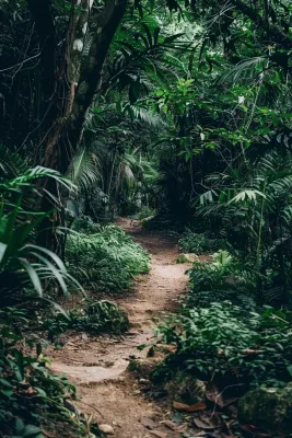 森林深处山林摄影图