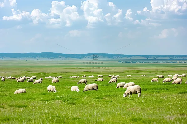 春天草原牛羊内蒙摄影图