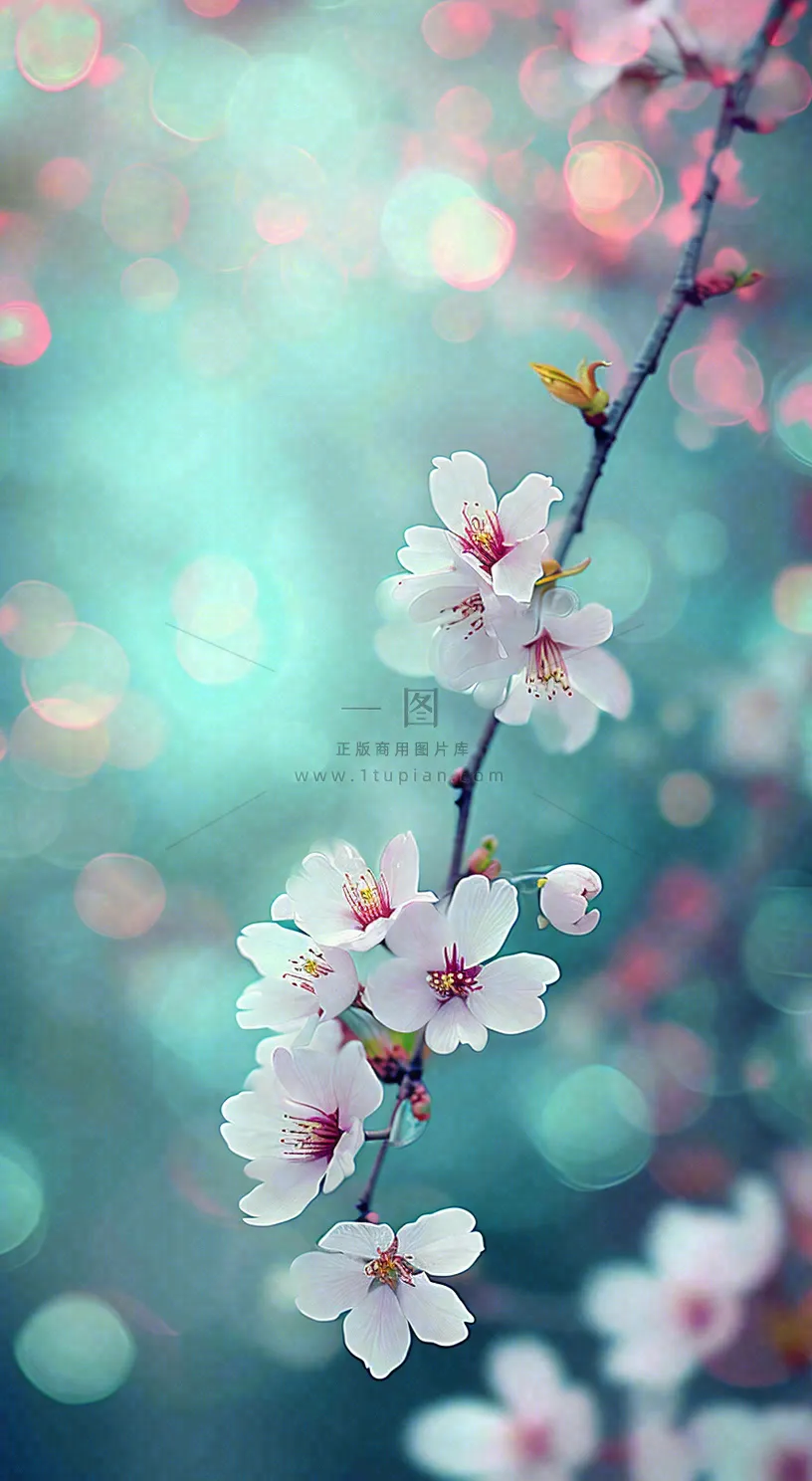 春天枝条上开满花朵,春分摄影图